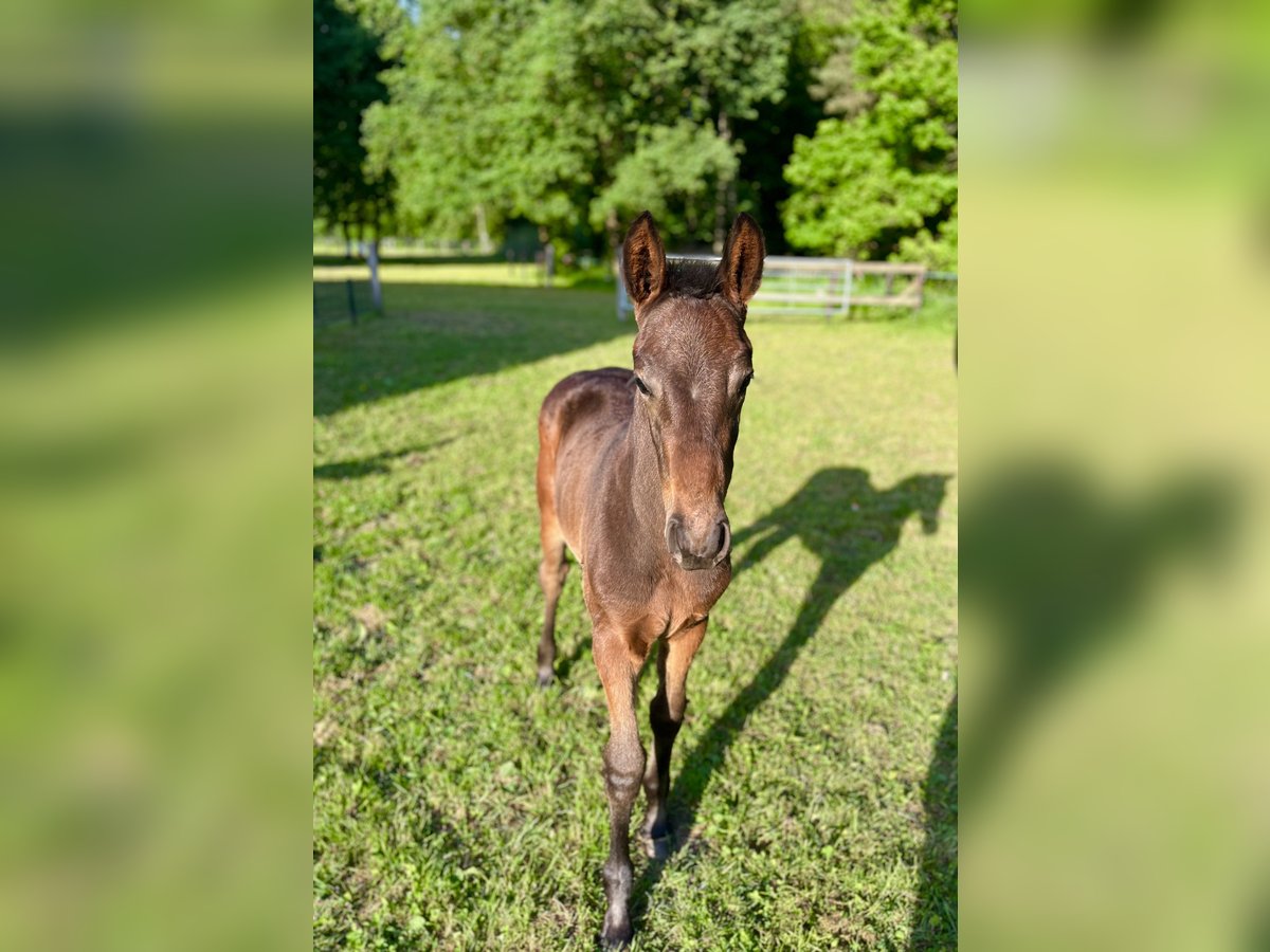 Oldenbourg Étalon  Bai brun foncé in Gescher