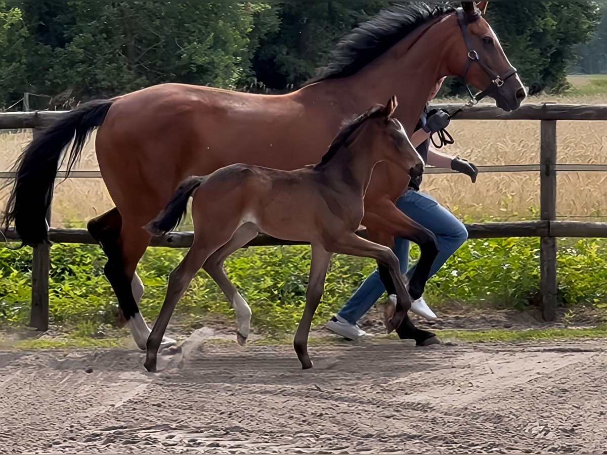 Oldenbourg Étalon  Bai brun foncé in Hude (Oldenburg)