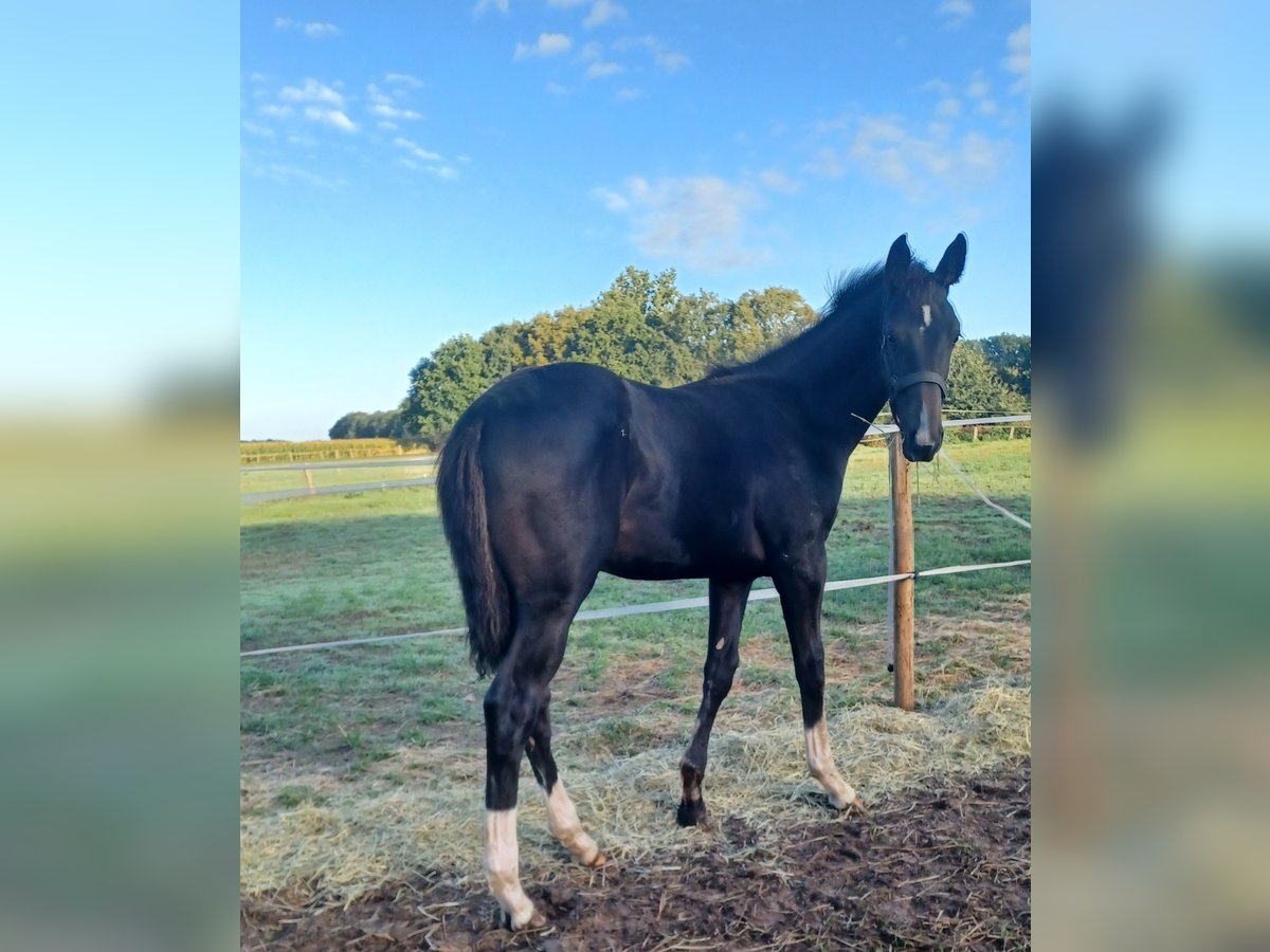 Oldenbourg Étalon Poulain (05/2025) Bai brun foncé in Quakenbr&#xFC;ck