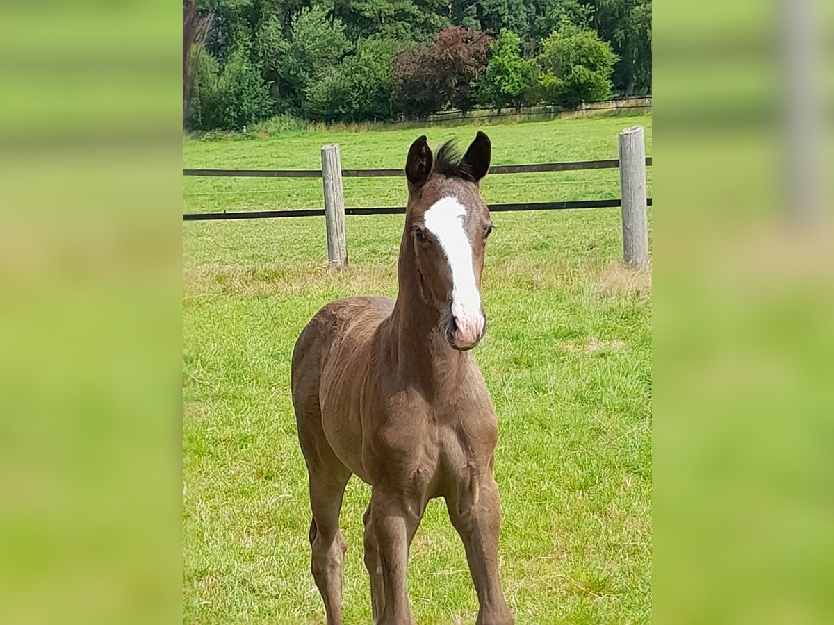 Oldenbourg Étalon Poulain (05/2025) Bai brun foncé in Visbek