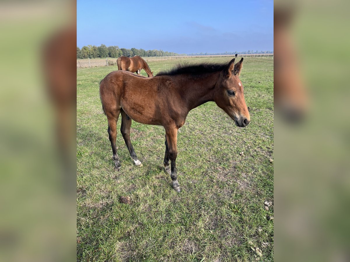 Oldenbourg Étalon Poulain (05/2025) Bai in Oebisfelde