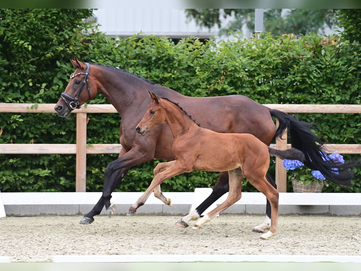 Oldenbourg Étalon  Bai in Coesfeld