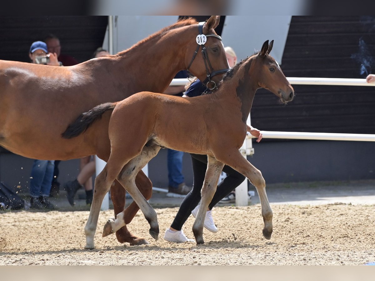 Oldenbourg Étalon  Bai in Mücke