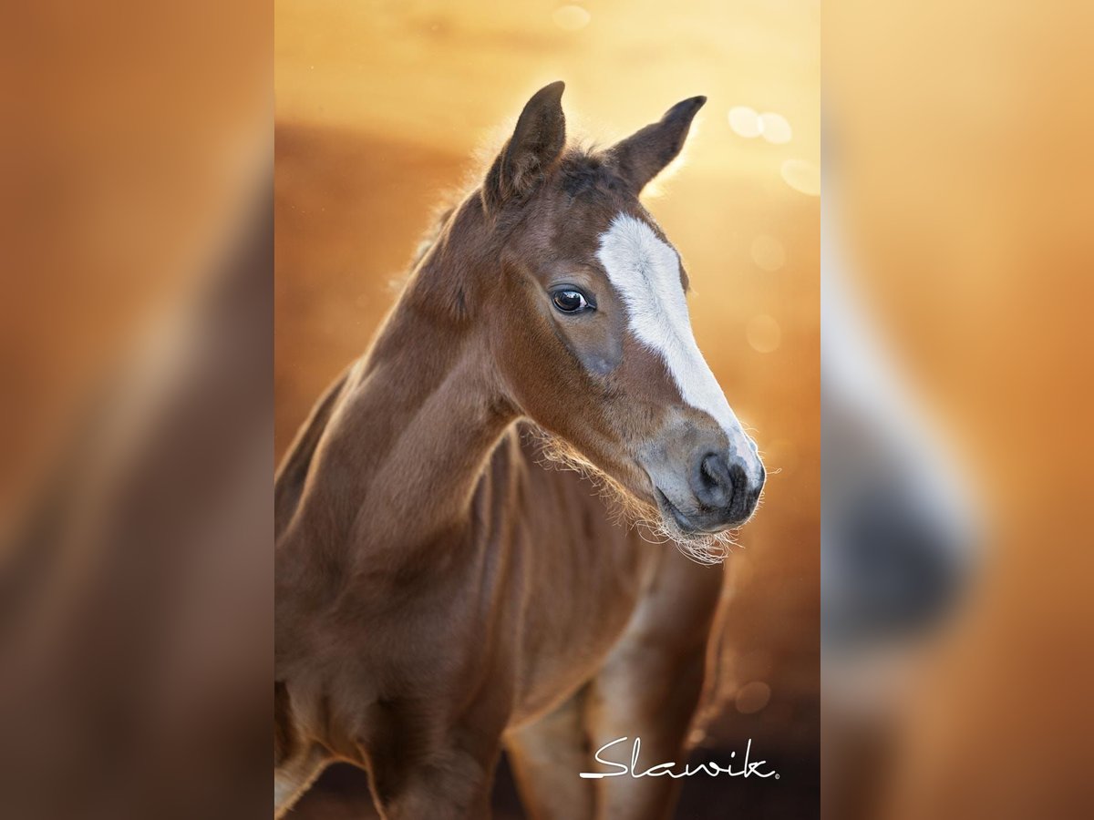 Oldenbourg Étalon Poulain (04/2025) Bai in Neupotz