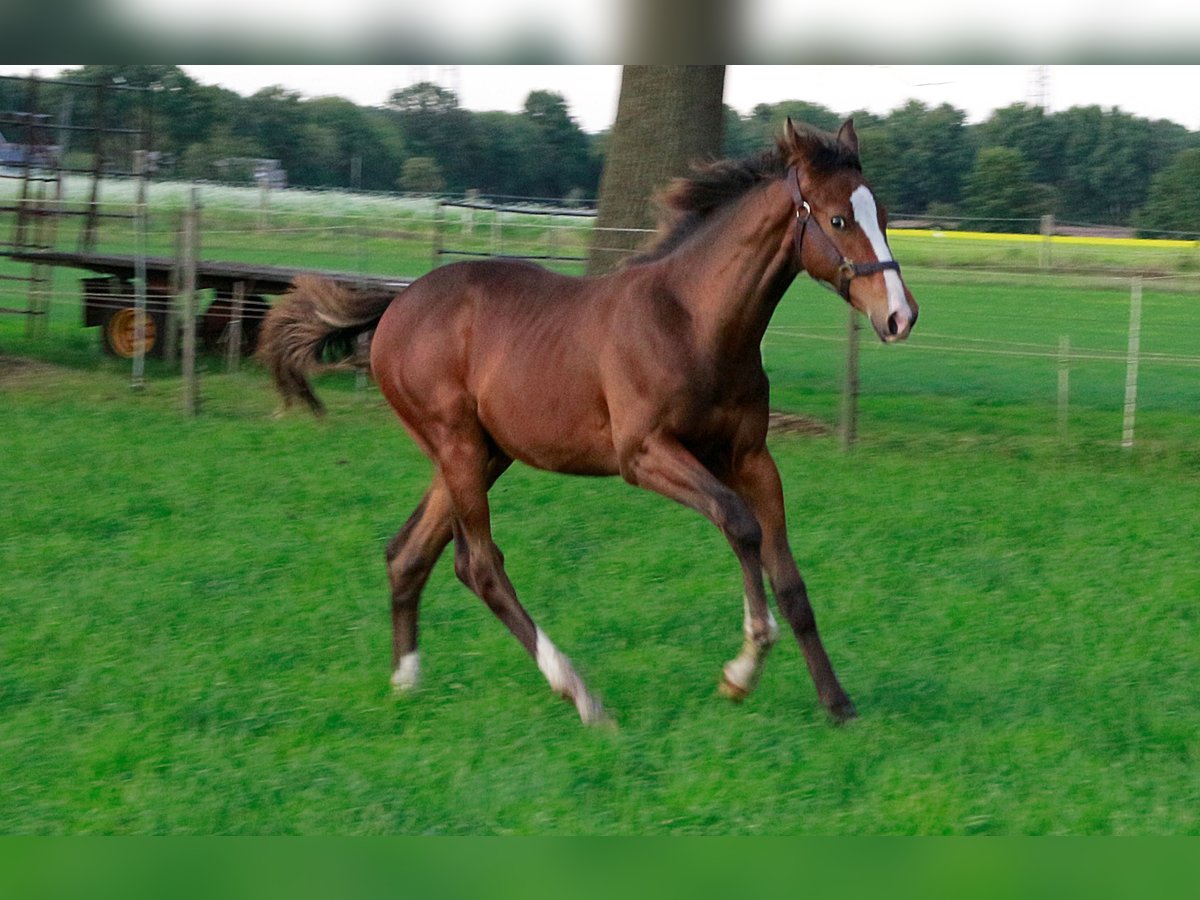 Oldenbourg Croisé Étalon Poulain (04/2025) Bai in Voltlage