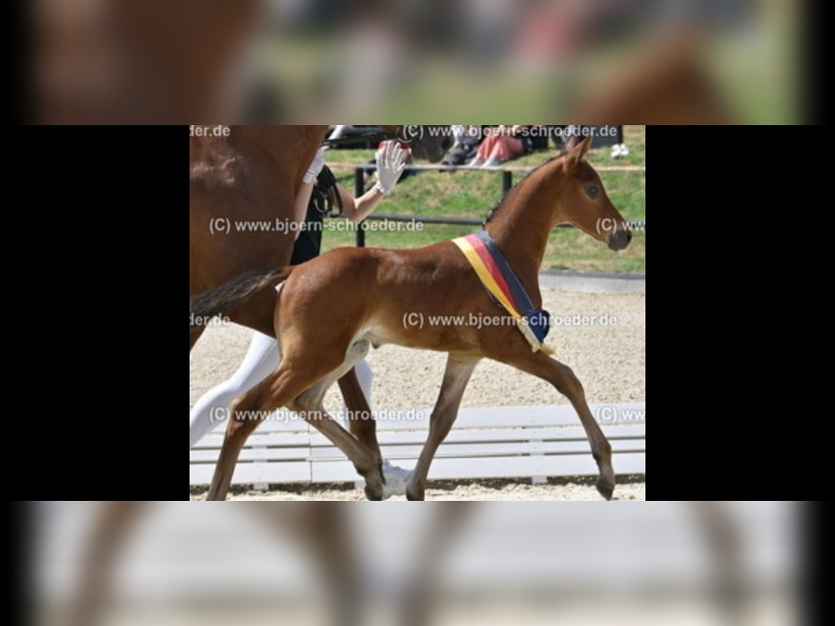 Oldenbourg Étalon Poulain (05/2025) Bai in Letschin