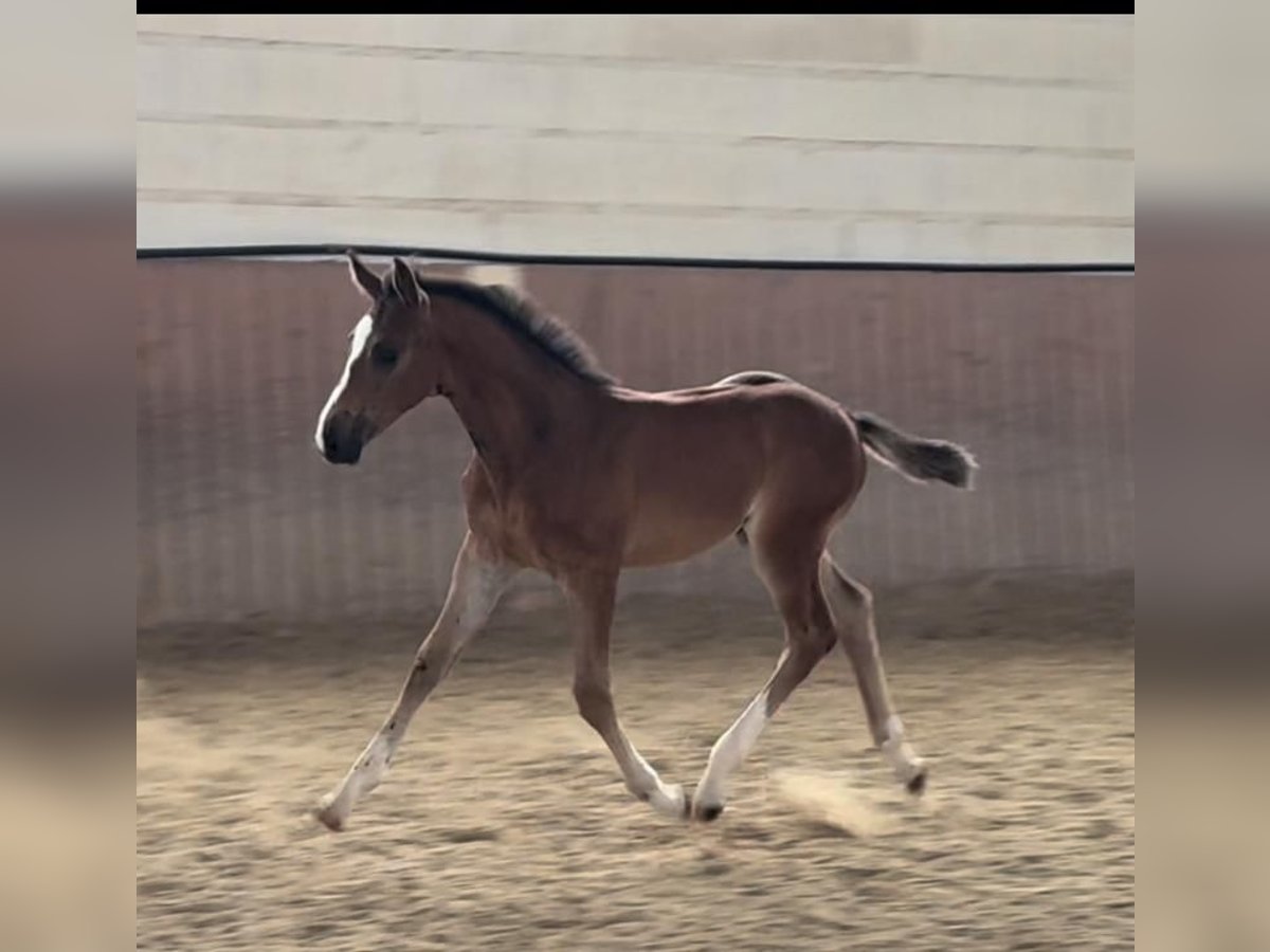 Oldenbourg Étalon Poulain (05/2024) Bai in Niddatal