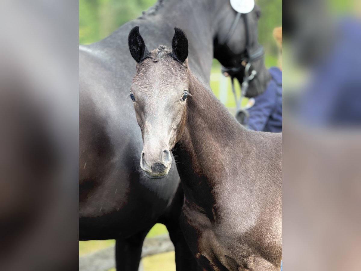 Oldenbourg Étalon  Noir in Blunk