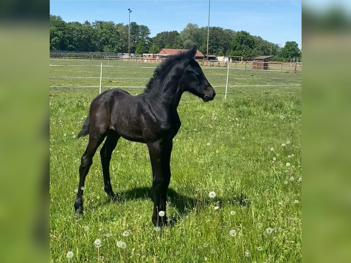 Oldenbourg Étalon Poulain (04/2025) Peut devenir gris in Burgwedel