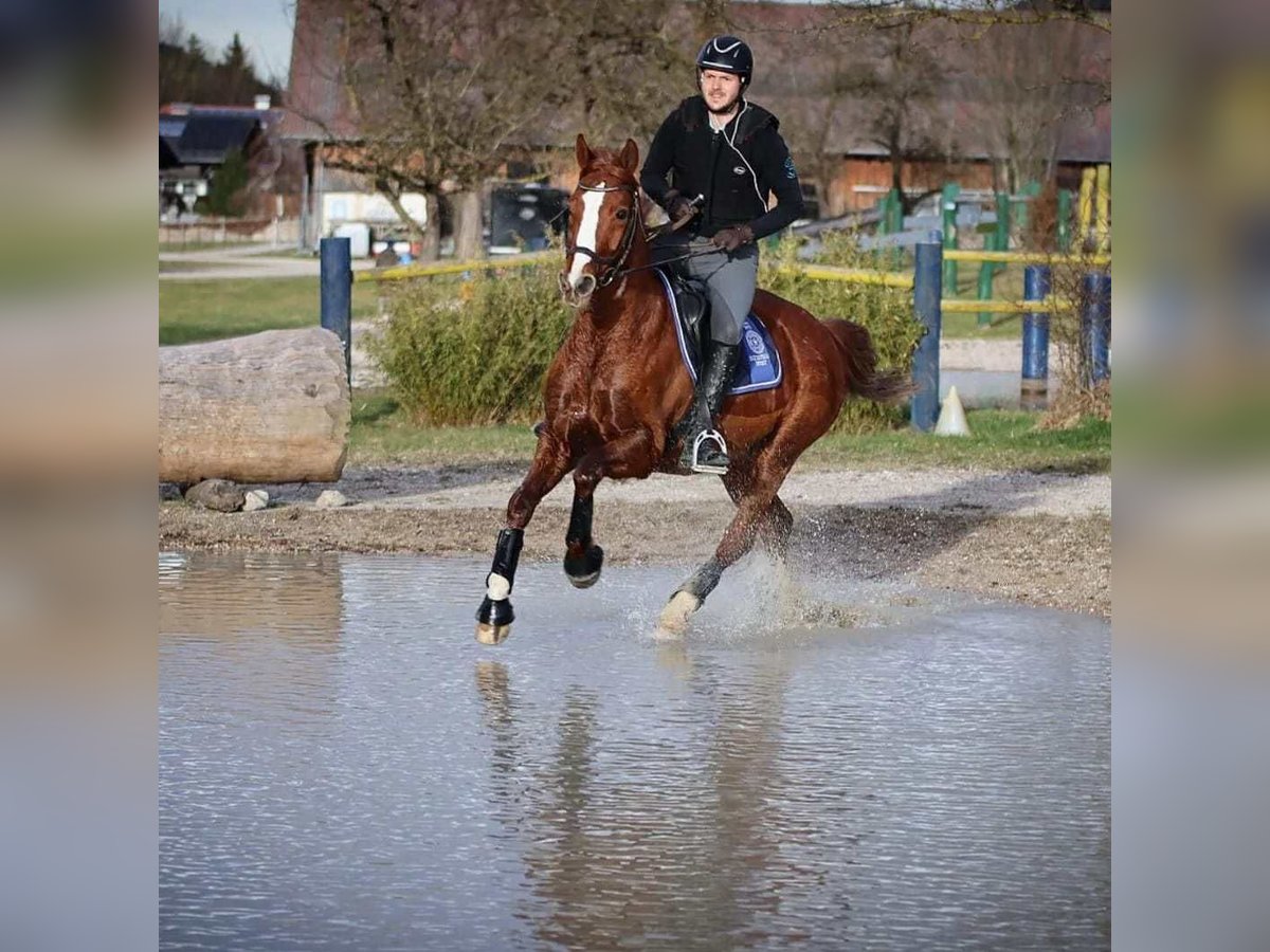 Oldenbourg Hongre 10 Ans 162 cm Alezan in Bad Ischl