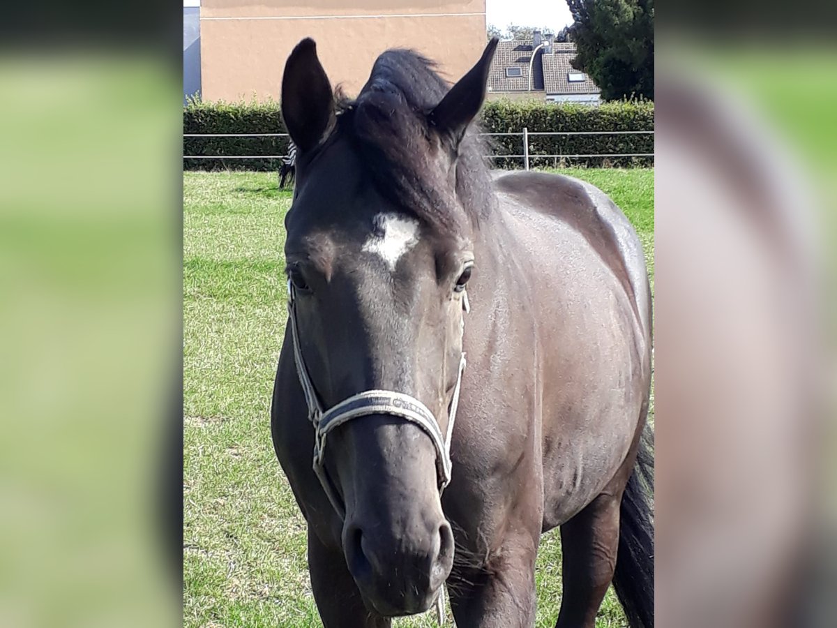 Oldenbourg Hongre 10 Ans 165 cm Noir in Bochum