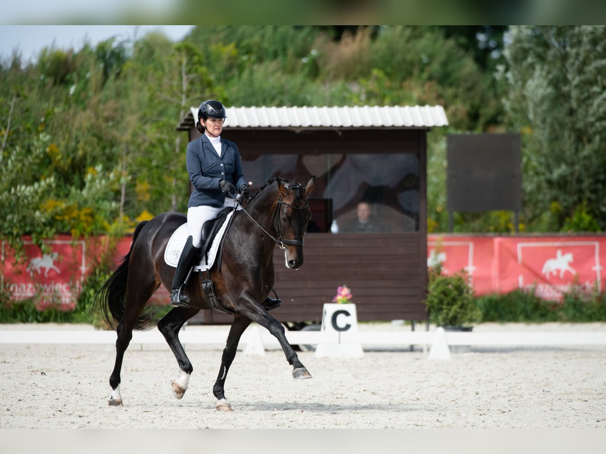 Oldenbourg Hongre 10 Ans 170 cm Bai brun foncé in Słomczyn Oldenbourg Hongre 10 Ans 170 cm Bai brun foncé in Słomczyn