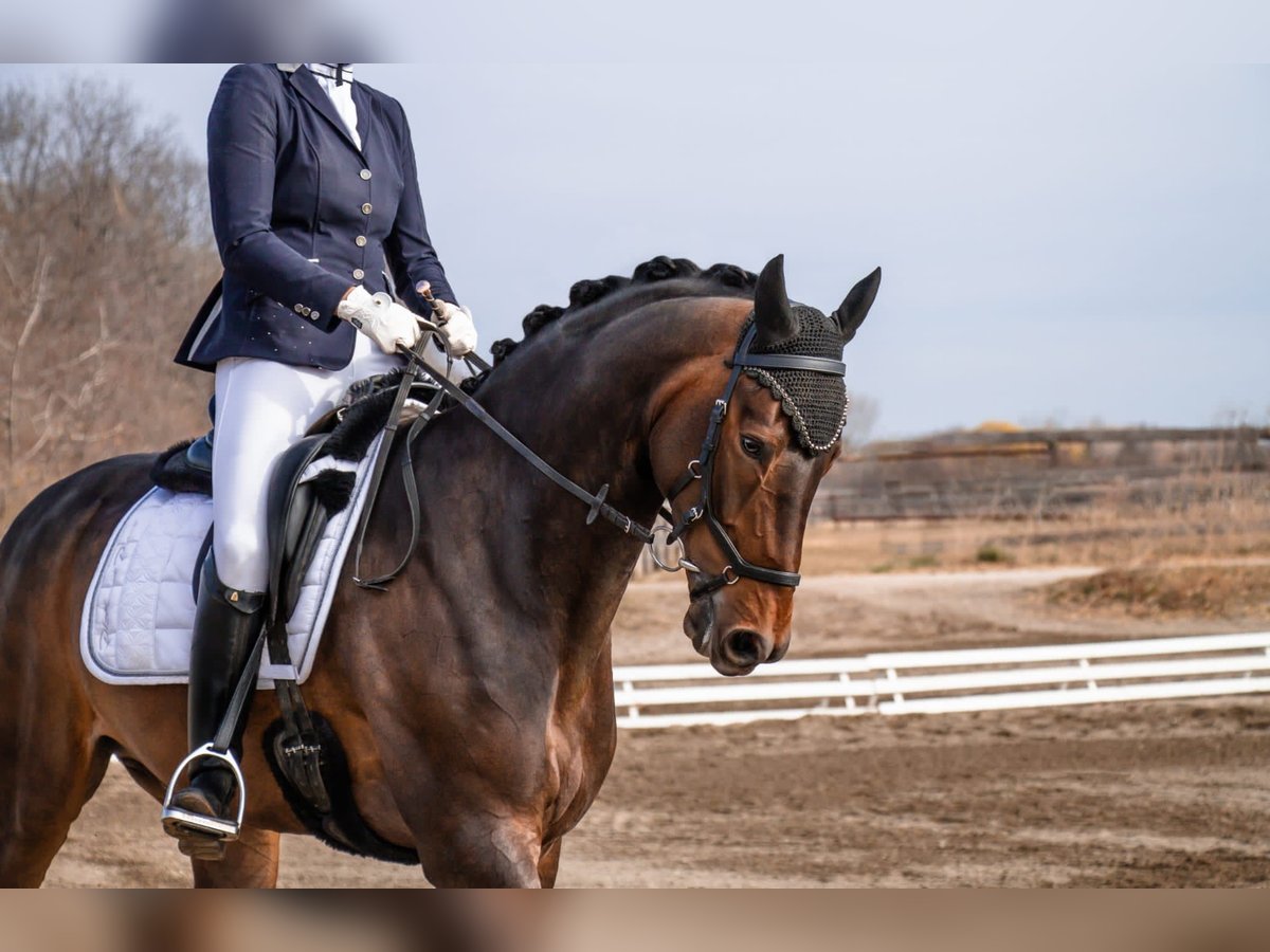 Oldenbourg Hongre 10 Ans 170 cm Bai in Grub