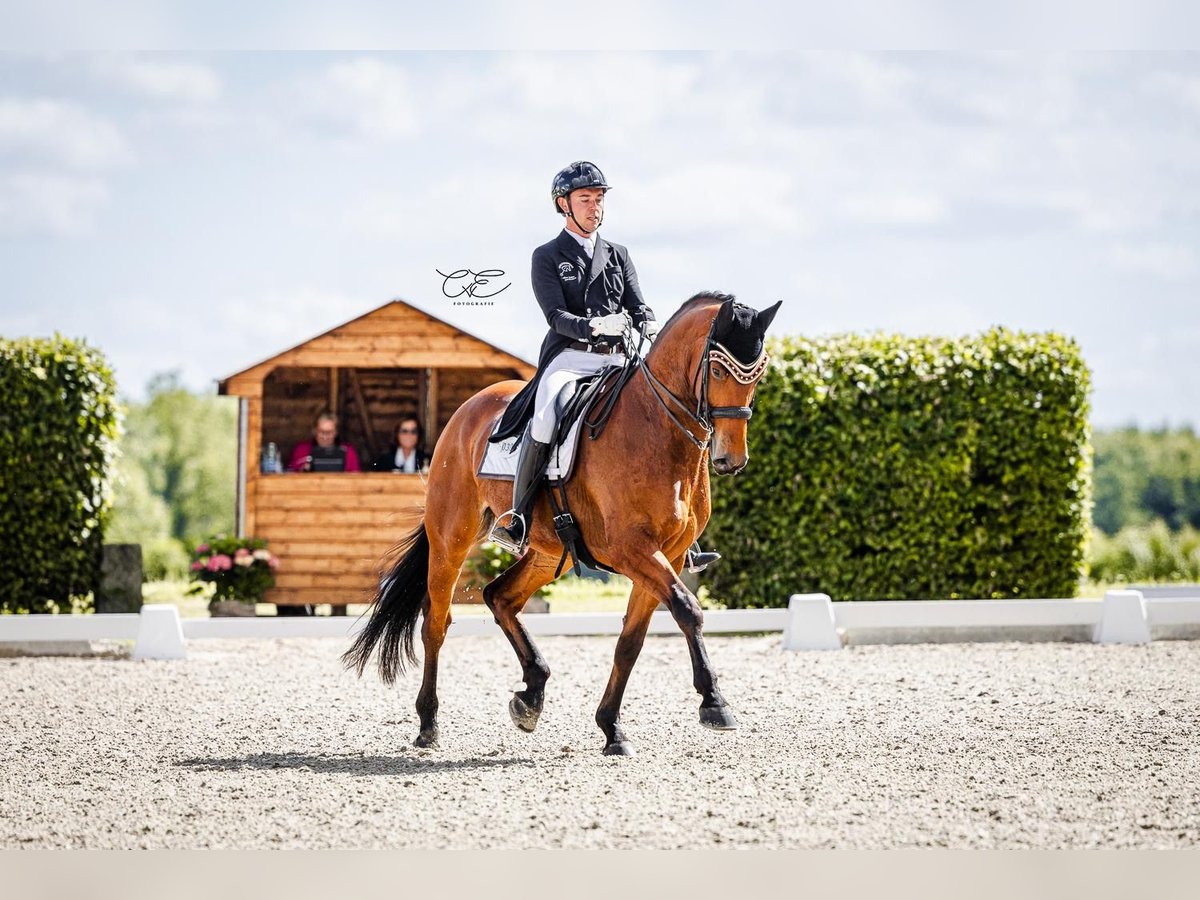 Oldenbourg Hongre 10 Ans 172 cm Bai in Schierensee