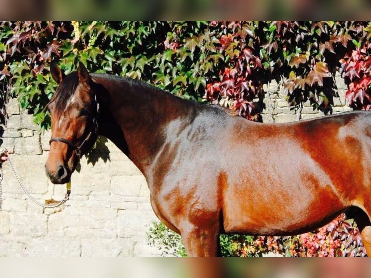 Oldenbourg Hongre 10 Ans 173 cm Bai in Dardesheim