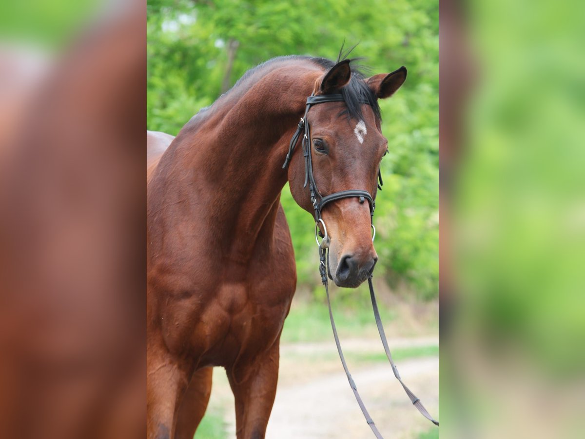 Oldenbourg Hongre 10 Ans 175 cm Bai in Gyula