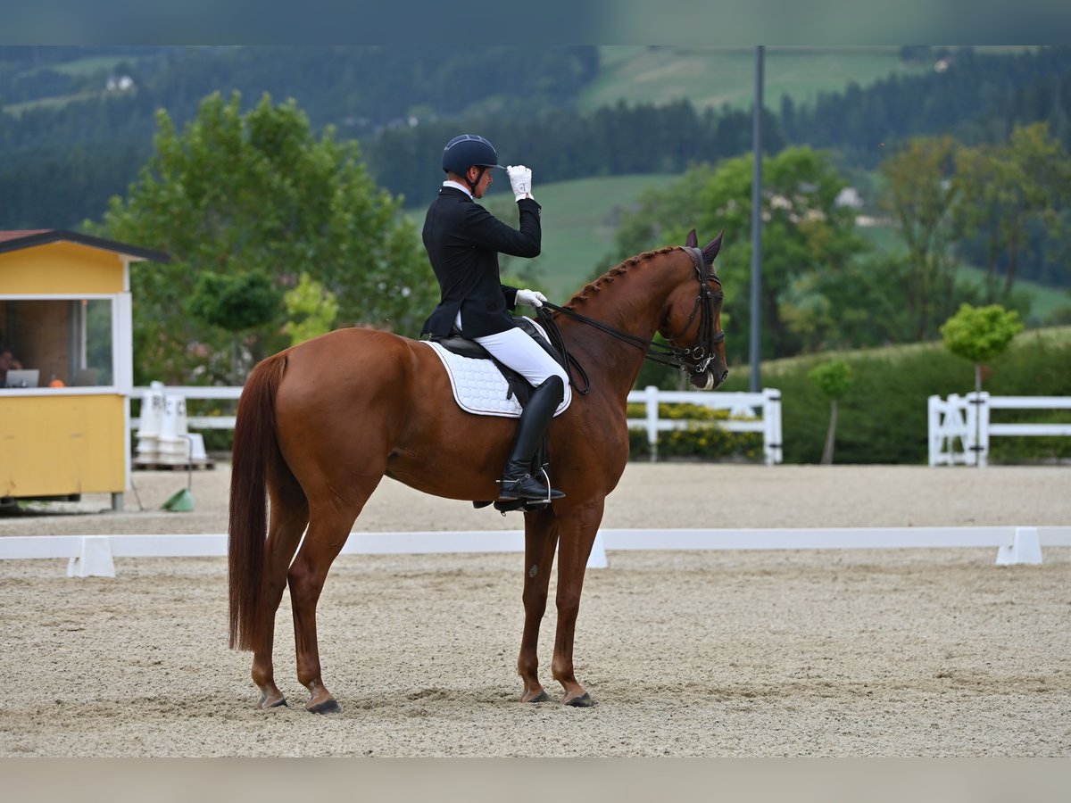 Oldenbourg Hongre 10 Ans 188 cm Alezan in Deutsch Brodersdorf