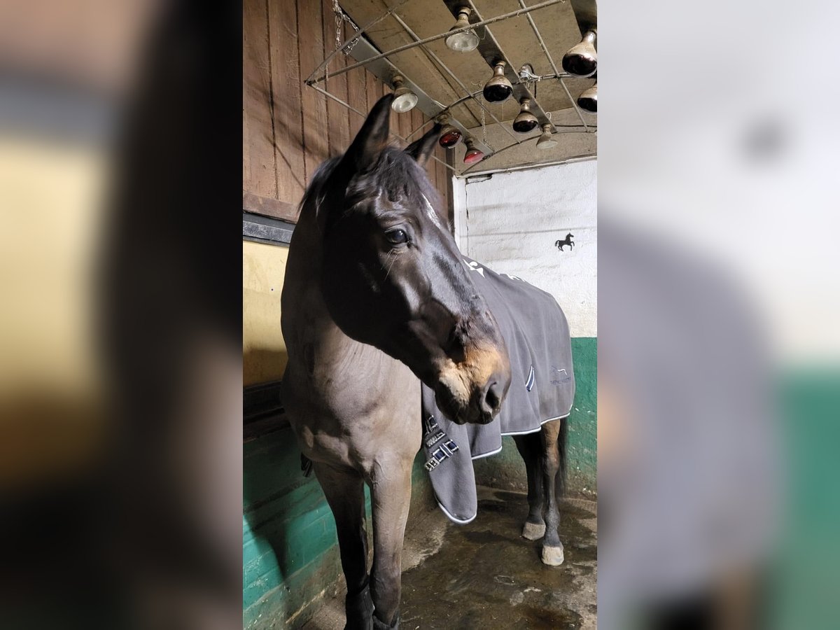 Oldenbourg Hongre 11 Ans 169 cm Bai brun in Arnsberg