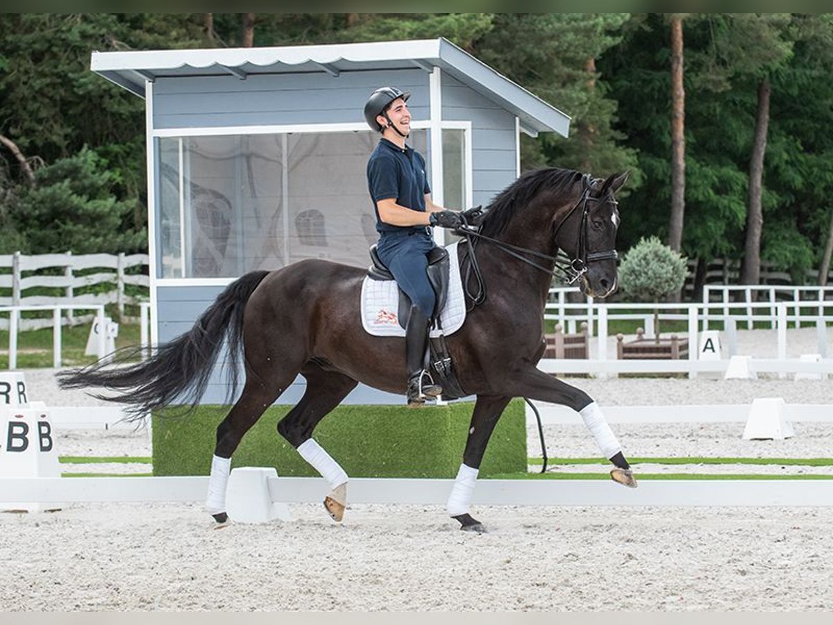 Oldenbourg Hongre 11 Ans 169 cm Noir in Pilisjászfalu