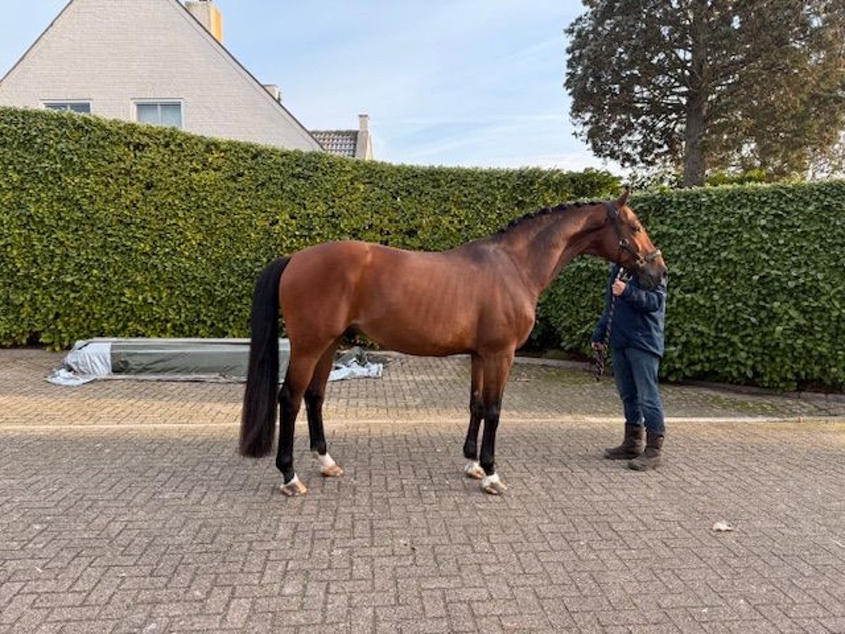 Oldenbourg Hongre 11 Ans 170 cm Bai in GROTE-BROGEL