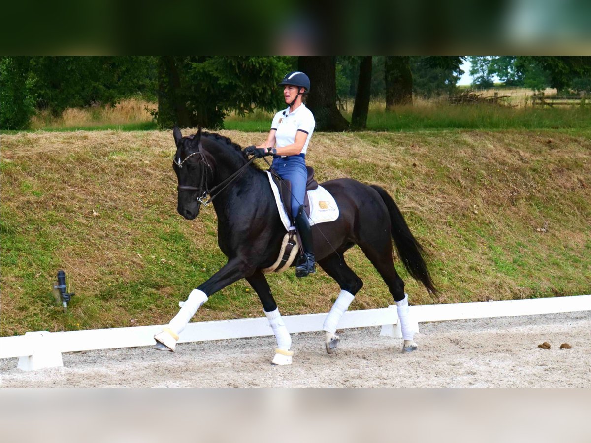 Oldenbourg Hongre 11 Ans 170 cm Noir in Freiensteinau