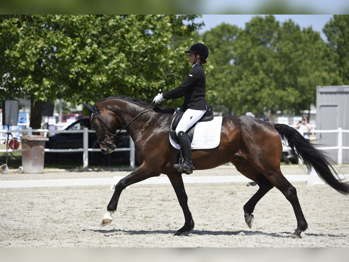 Oldenbourg Hongre 11 Ans 172 cm Bai in Wien, Leopoldstadt Oldenbourg Hongre 11 Ans 172 cm Bai in Wien, Leopoldstadt