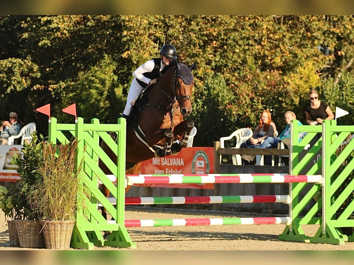Oldenbourg Hongre 11 Ans 173 cm Bai in Scharbeutz