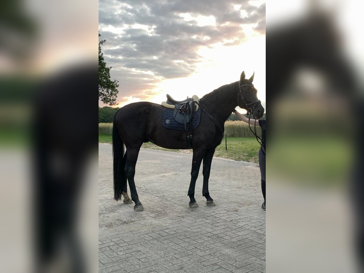 Oldenbourg Hongre 11 Ans 175 cm Noir in Molbergen