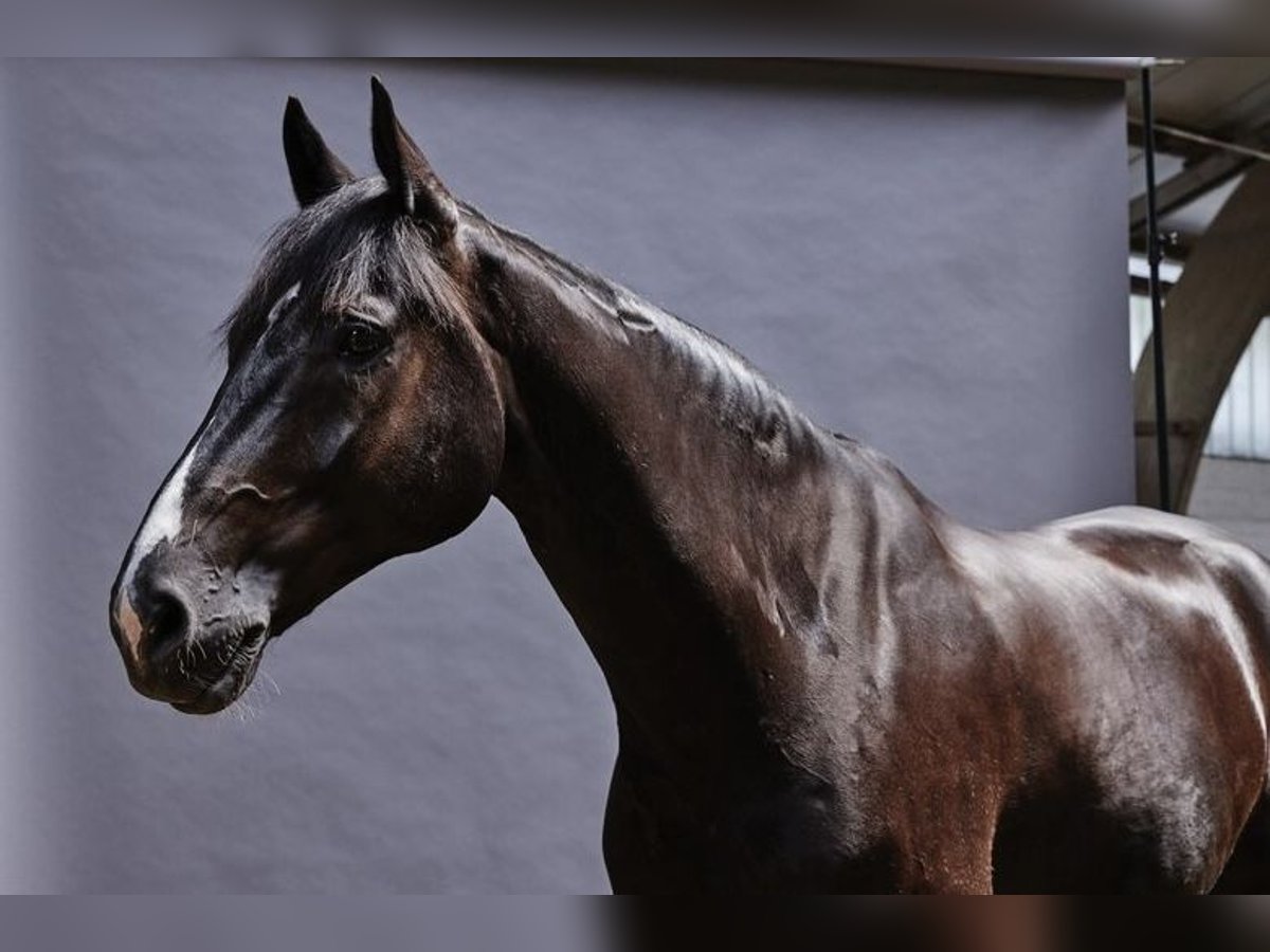 Oldenbourg Hongre 11 Ans 175 cm Noir in Wedel
