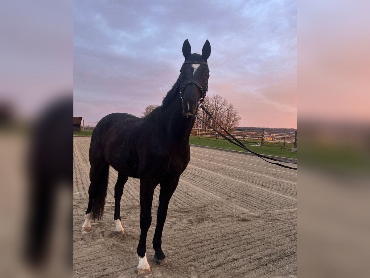 Oldenbourg Hongre 11 Ans 176 cm Noir in Coburg