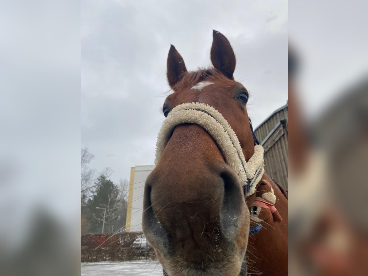 Oldenbourg Hongre 11 Ans 178 cm Alezan in Hilpoltstein