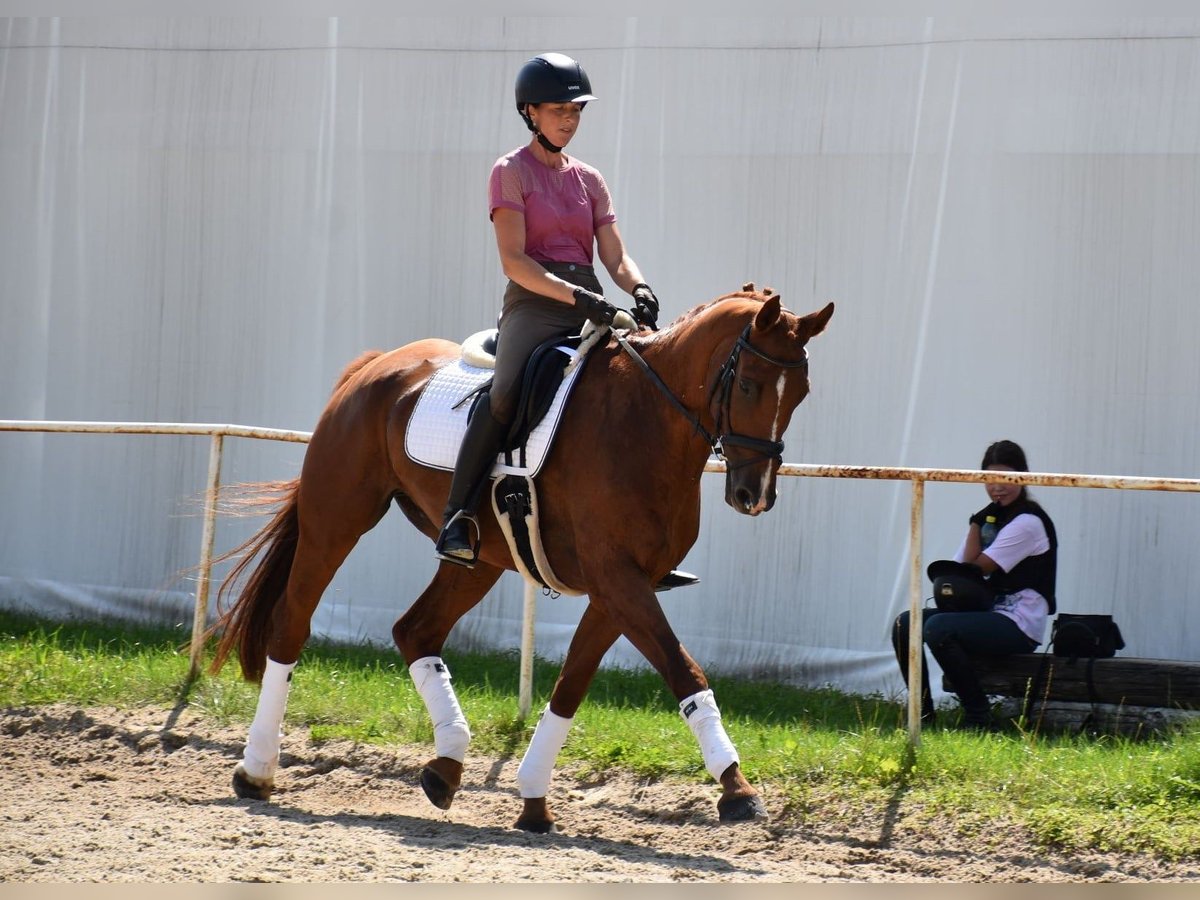 Oldenbourg Hongre 12 Ans 165 cm Alezan in Prag