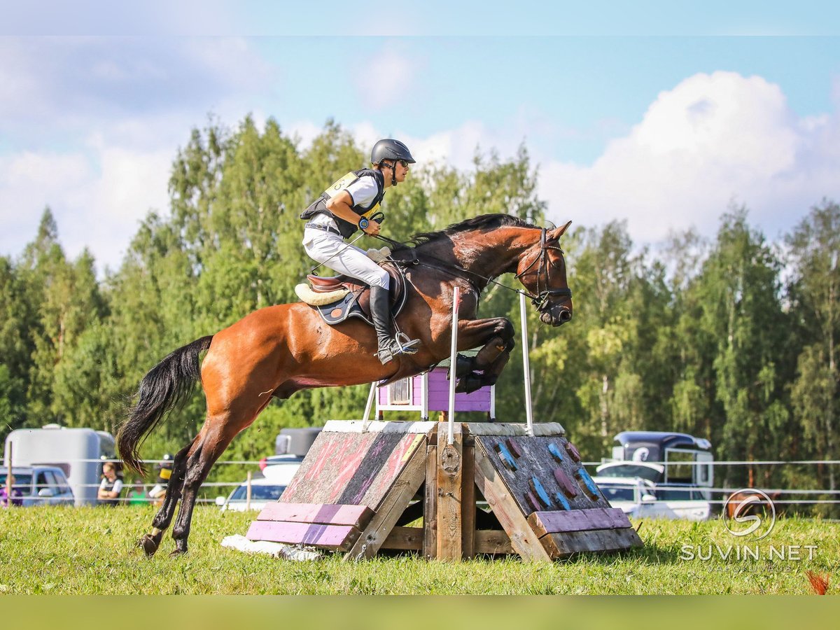 Oldenbourg Hongre 12 Ans 170 cm Bai cerise in Warendorf