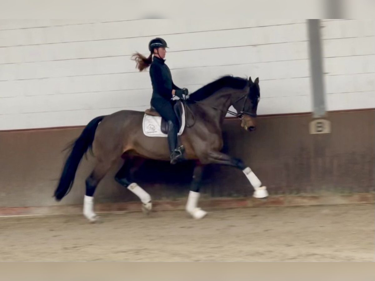 Oldenbourg Hongre 12 Ans 172 cm Bai brun in Lohne (Oldenburg)