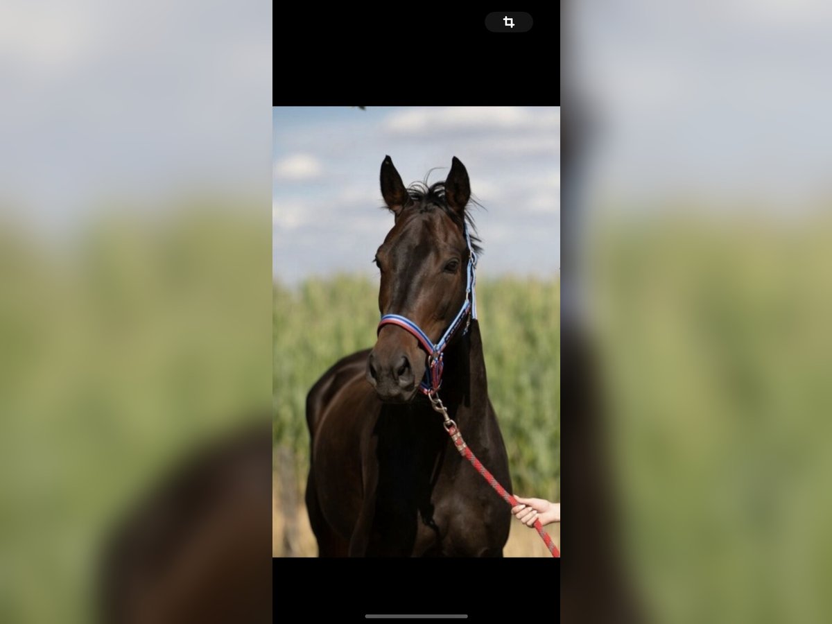 Oldenbourg Hongre 13 Ans 165 cm Bai brun in Irrel