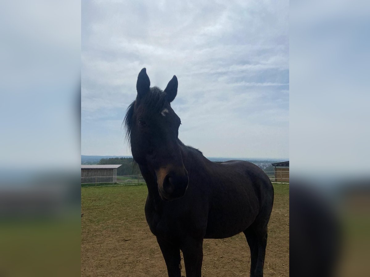 Oldenbourg Hongre 13 Ans 170 cm Bai brun in Erlangen
