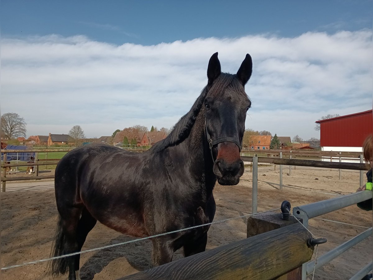 Oldenbourg Hongre 13 Ans 183 cm Bai brun in Bassum