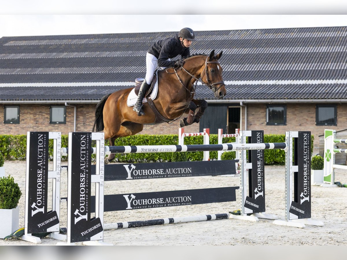 Oldenbourg Hongre 14 Ans 164 cm Bai in Waddinxveen