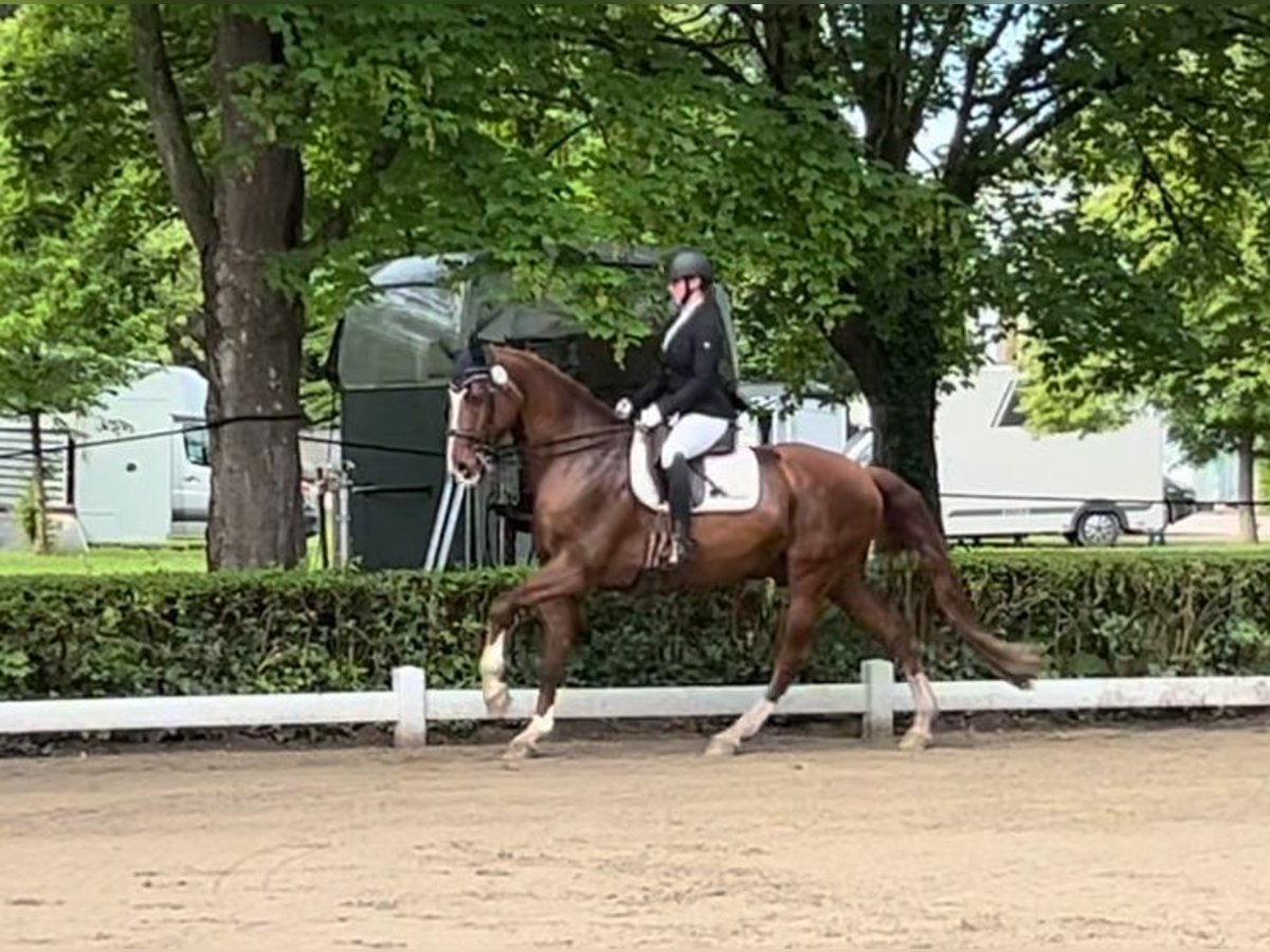 Oldenbourg Hongre 14 Ans 170 cm Alezan brûlé in GundelfingenGundelfingen