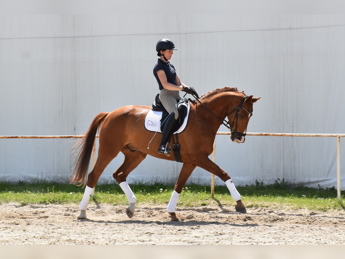 Oldenbourg Hongre 14 Ans 170 cm Alezan in Prag