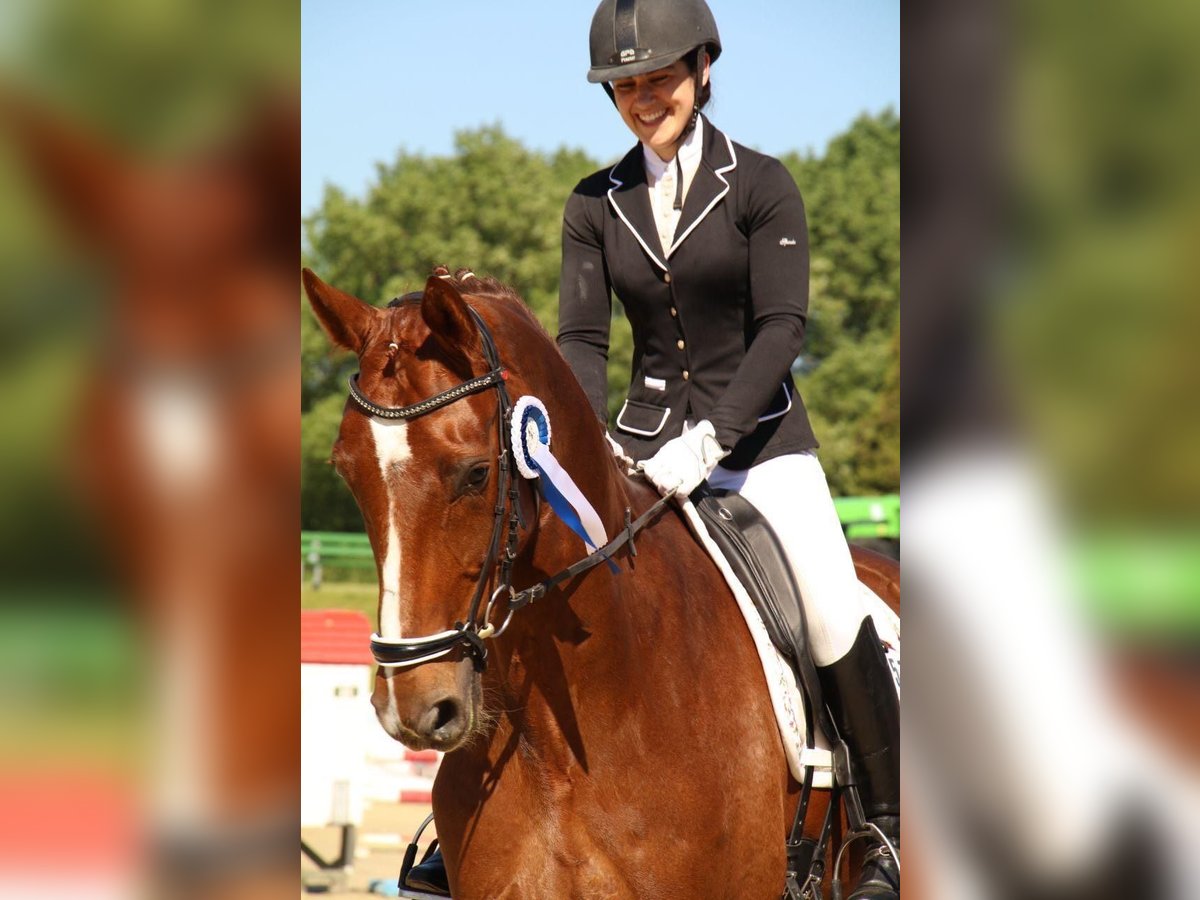 Oldenbourg Hongre 14 Ans 175 cm Alezan brûlé in Schwerte
