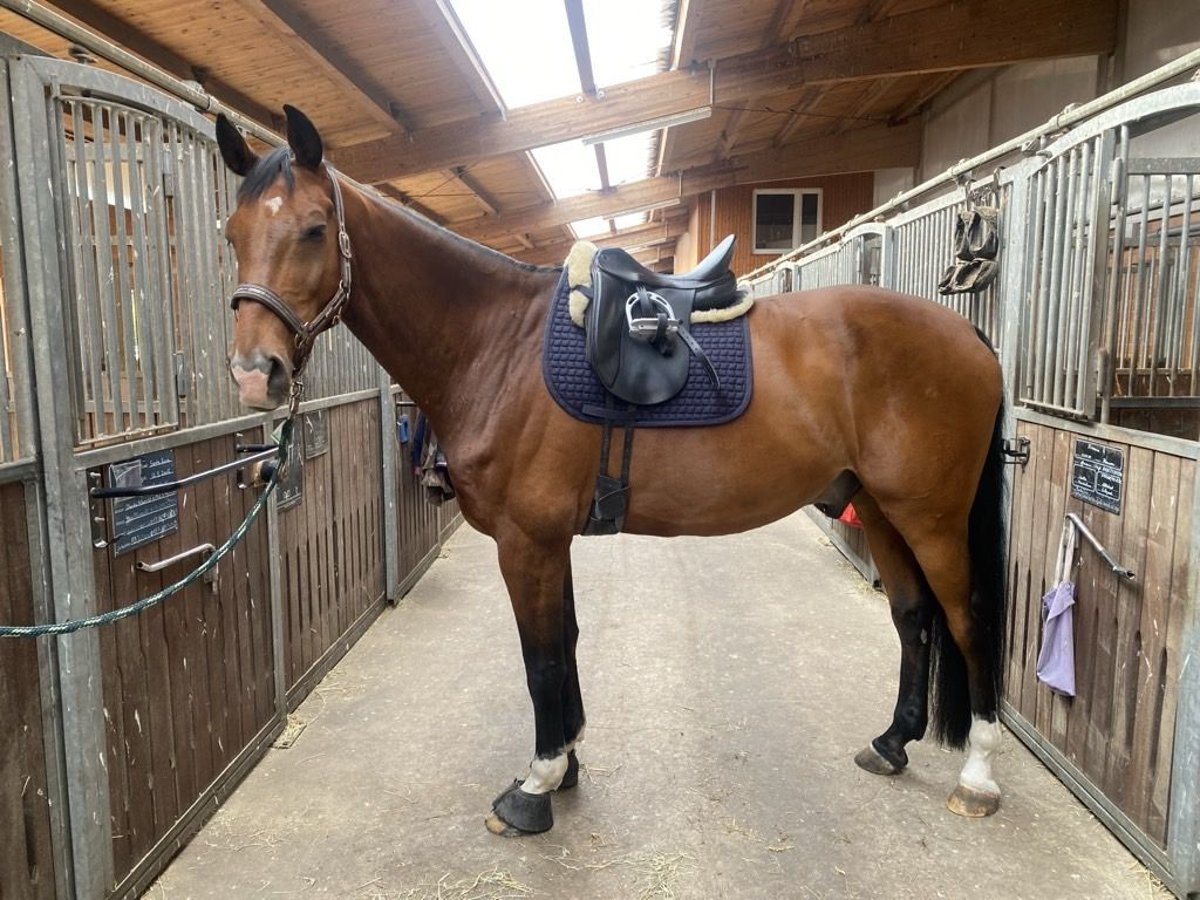 Oldenbourg Hongre 14 Ans 179 cm Bai in Schönwalde