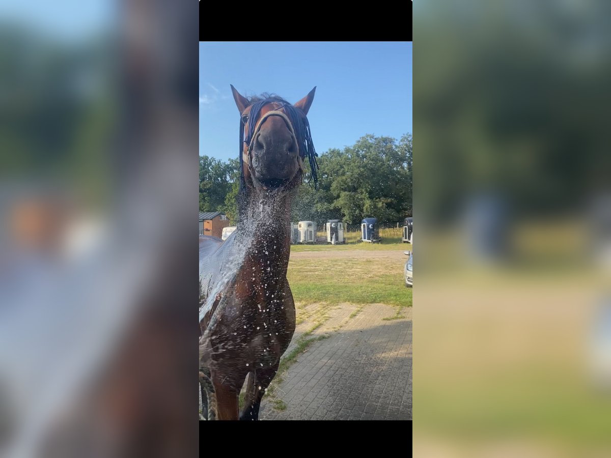 Oldenbourg Croisé Hongre 15 Ans 168 cm Bai in Schönwalde