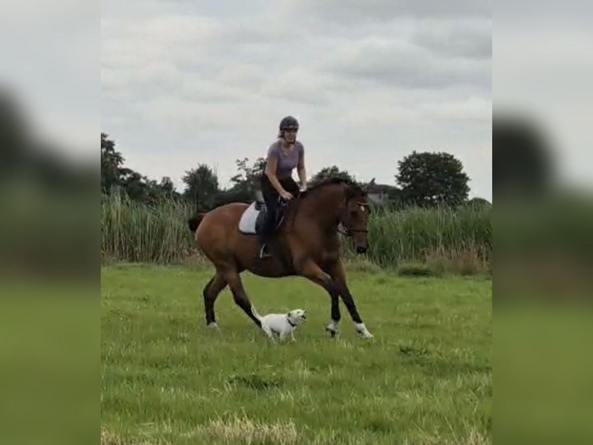 Oldenbourg Hongre 15 Ans 171 cm Bai clair in Kropp