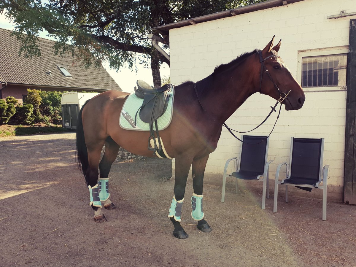 Oldenbourg Croisé Hongre 15 Ans 178 cm Bai in Alveslohe