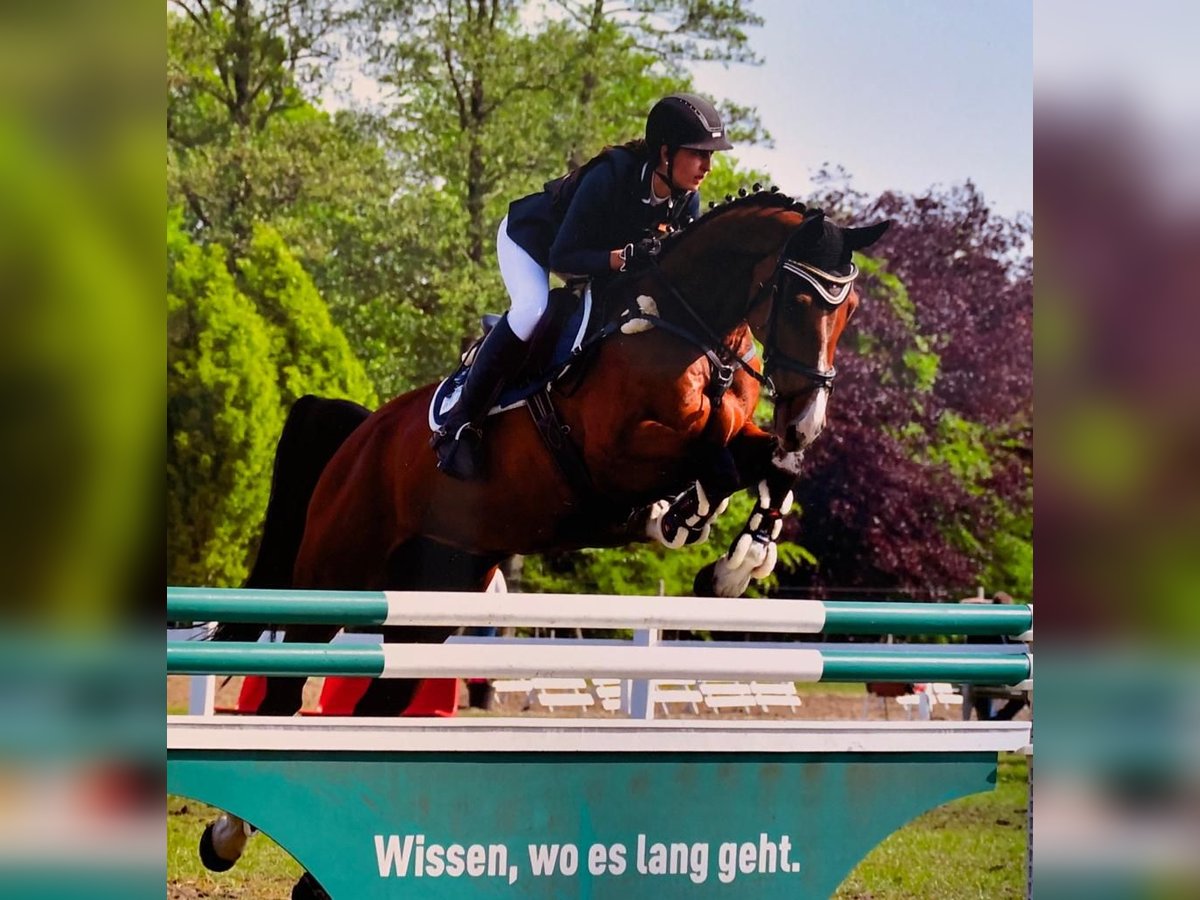 Oldenbourg Hongre 16 Ans 172 cm Bai in Winkelsett