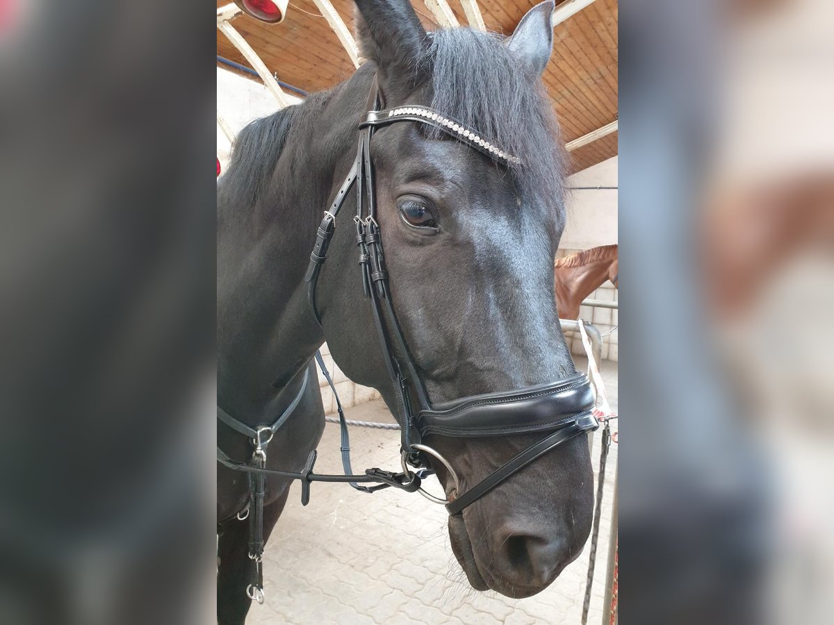 Oldenbourg Hongre 17 Ans 182 cm Noir in Rosengarten