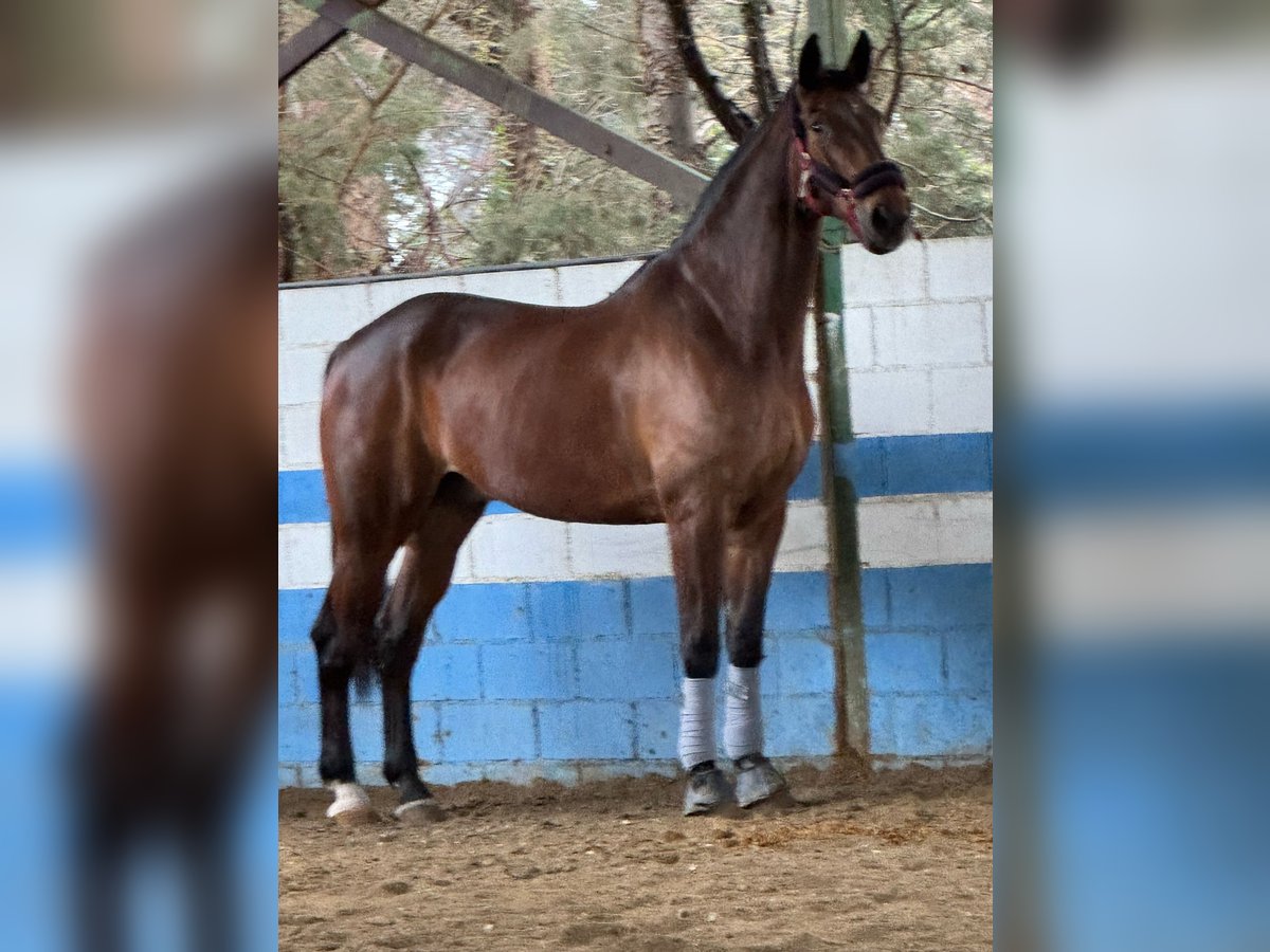 Oldenbourg Hongre 17 Ans Bai in Mostoles