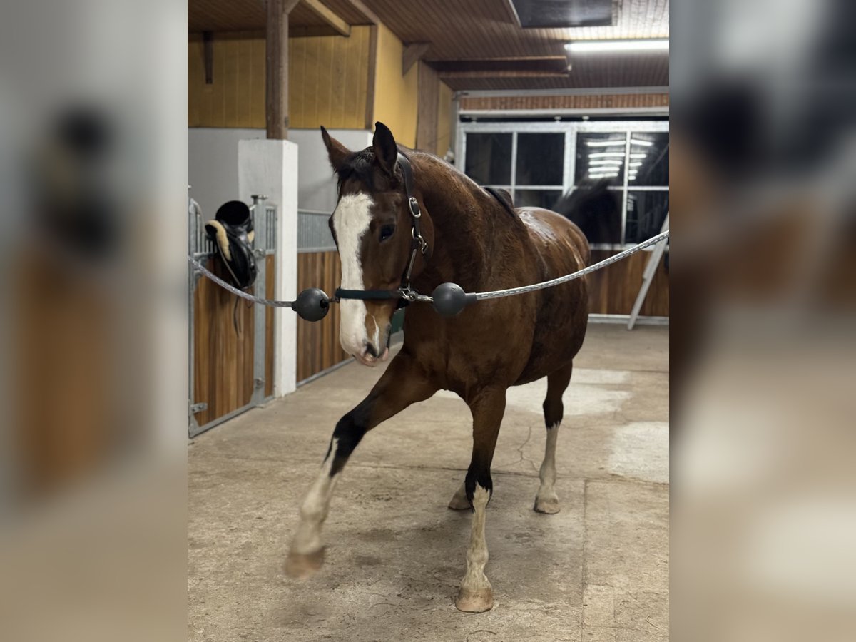 Oldenbourg Hongre 20 Ans 176 cm Bai in Bremen
