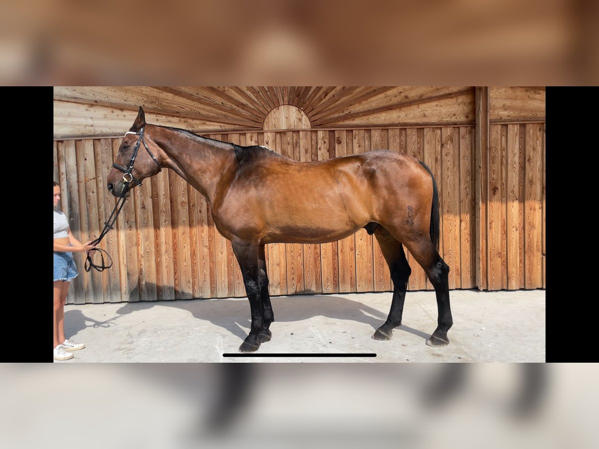 Oldenbourg Hongre 24 Ans 170 cm in Anif